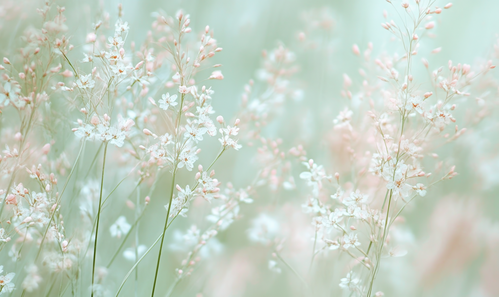 Selbstklebende Tapete mit zarten Blumen – Sanfte Wiese Design