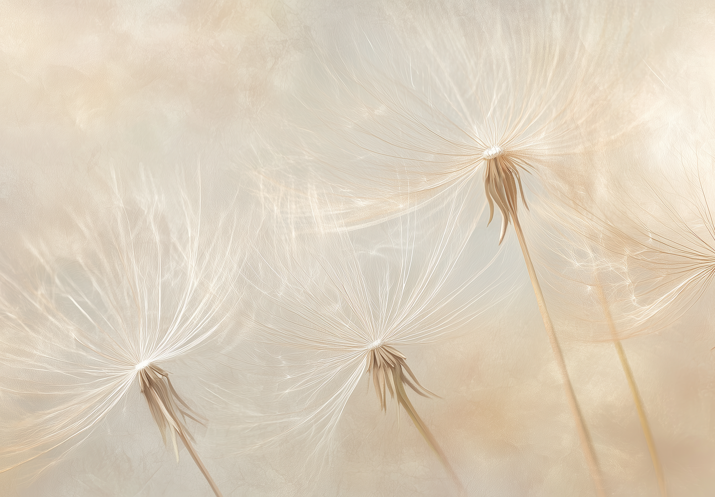 Federblume