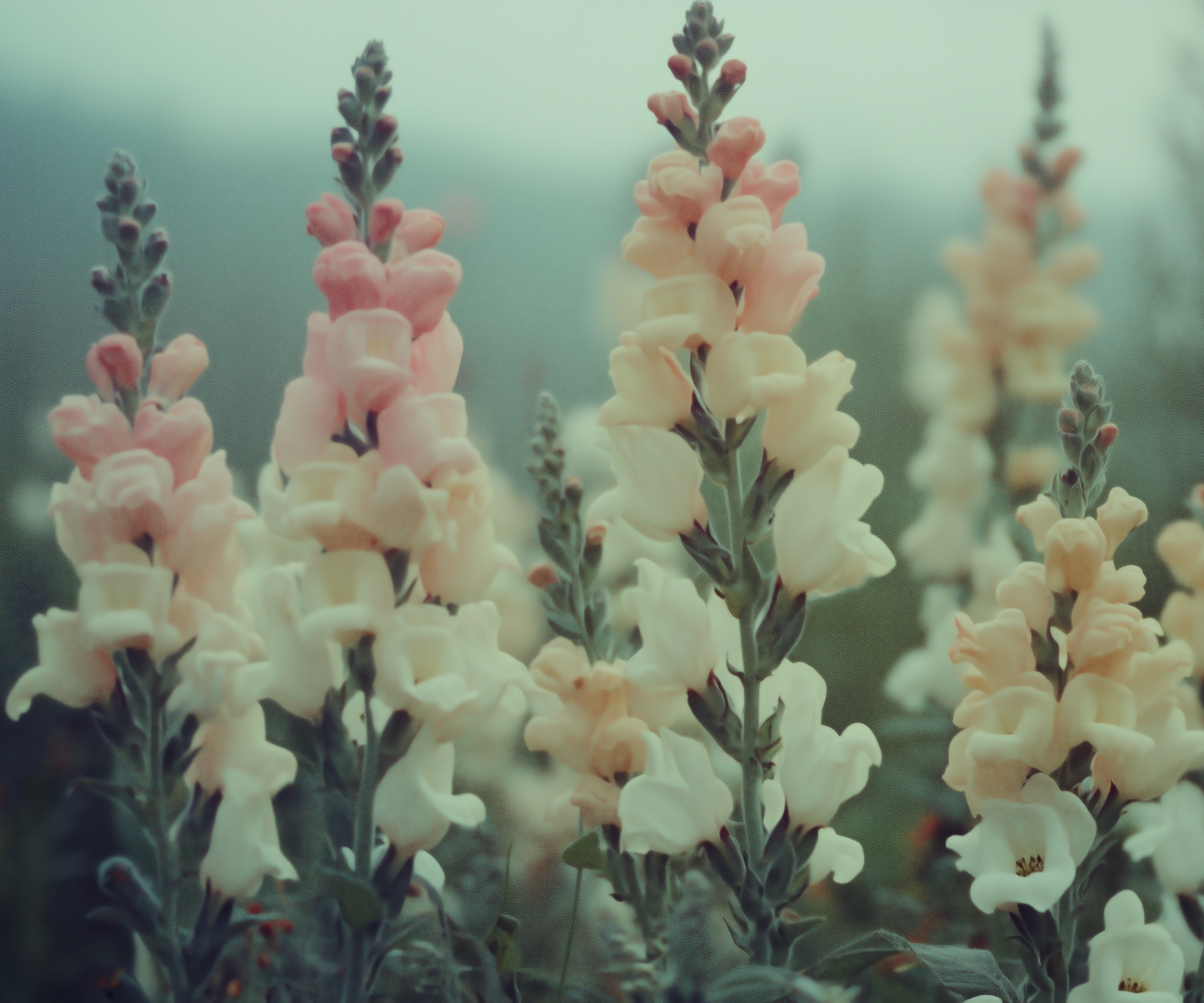 Fiora – Selbstklebende Tapete mit floraler Leichtigkeit