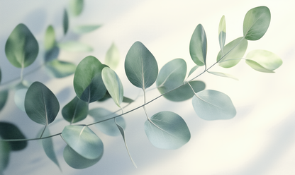 Eukalyptus